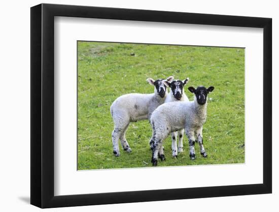 England, West Yorkshire. Pastures and grazing lands with lambs.-Emily Wilson-Framed Photographic Print