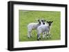 England, West Yorkshire. Pastures and grazing lands with lambs.-Emily Wilson-Framed Photographic Print