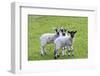 England, West Yorkshire. Pastures and grazing lands with lambs.-Emily Wilson-Framed Photographic Print