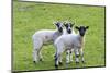 England, West Yorkshire. Pastures and grazing lands with lambs.-Emily Wilson-Mounted Photographic Print
