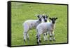 England, West Yorkshire. Pastures and grazing lands with lambs.-Emily Wilson-Framed Stretched Canvas