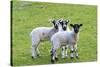 England, West Yorkshire. Pastures and grazing lands with lambs.-Emily Wilson-Stretched Canvas