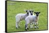 England, West Yorkshire. Pastures and grazing lands with lambs.-Emily Wilson-Framed Stretched Canvas