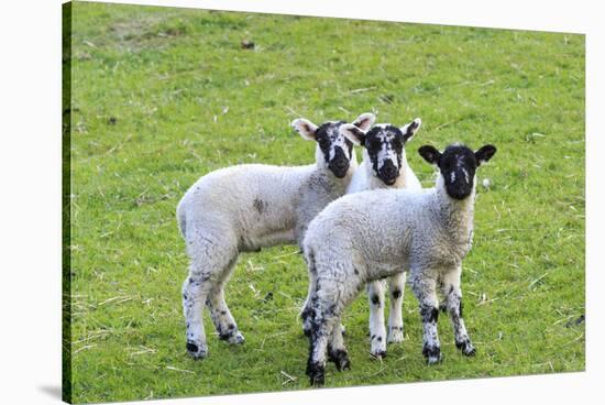 England, West Yorkshire. Pastures and grazing lands with lambs.-Emily Wilson-Stretched Canvas