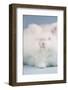 English Angora Breed (White Color)-Lynn M^ Stone-Framed Photographic Print