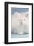 English Angora Breed (White Color)-Lynn M^ Stone-Framed Photographic Print