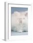 English Angora Breed (White Color)-Lynn M^ Stone-Framed Photographic Print