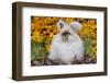 English Angora Rabbit -In Coat- on Leaves Among Black-Eyed SUSAns, Harvard-Lynn M^ Stone-Framed Photographic Print