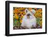 English Angora Rabbit -In Coat- on Leaves Among Black-Eyed SUSAns, Harvard-Lynn M^ Stone-Framed Photographic Print