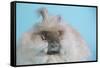 English Angora Rabbit-Lynn M^ Stone-Framed Stretched Canvas