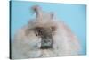 English Angora Rabbit-Lynn M^ Stone-Stretched Canvas