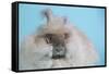 English Angora Rabbit-Lynn M^ Stone-Framed Stretched Canvas