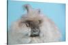 English Angora Rabbit-Lynn M^ Stone-Stretched Canvas