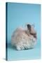 English Angora Rabbit-Lynn M^ Stone-Stretched Canvas