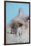 English Angora Rabbit-Lynn M^ Stone-Framed Photographic Print