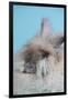 English Angora Rabbit-Lynn M^ Stone-Framed Photographic Print