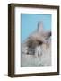 English Angora Rabbit-Lynn M^ Stone-Framed Photographic Print