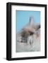 English Angora Rabbit-Lynn M^ Stone-Framed Photographic Print