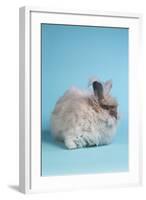 English Angora Rabbit-Lynn M^ Stone-Framed Photographic Print