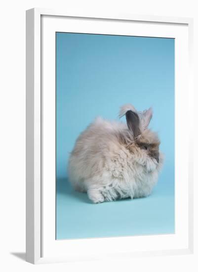 English Angora Rabbit-Lynn M^ Stone-Framed Photographic Print