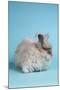 English Angora Rabbit-Lynn M^ Stone-Mounted Photographic Print