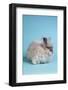 English Angora Rabbit-Lynn M^ Stone-Framed Photographic Print