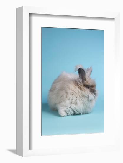 English Angora Rabbit-Lynn M^ Stone-Framed Photographic Print