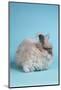 English Angora Rabbit-Lynn M^ Stone-Mounted Photographic Print