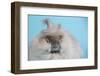 English Angora Rabbit-Lynn M^ Stone-Framed Photographic Print