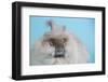 English Angora Rabbit-Lynn M^ Stone-Framed Photographic Print