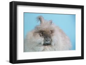 English Angora Rabbit-Lynn M^ Stone-Framed Photographic Print