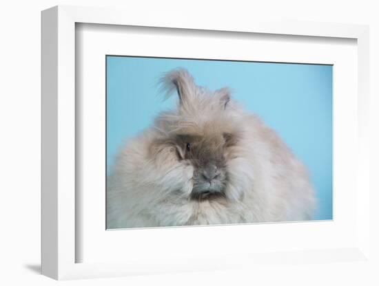 English Angora Rabbit-Lynn M^ Stone-Framed Photographic Print