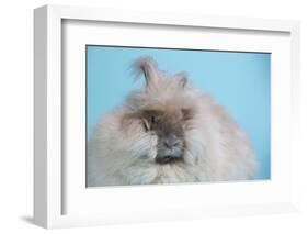 English Angora Rabbit-Lynn M^ Stone-Framed Photographic Print