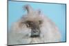 English Angora Rabbit-Lynn M^ Stone-Mounted Photographic Print