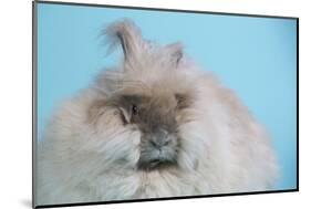 English Angora Rabbit-Lynn M^ Stone-Mounted Photographic Print