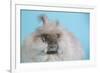 English Angora Rabbit-Lynn M^ Stone-Framed Photographic Print