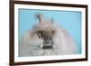 English Angora Rabbit-Lynn M^ Stone-Framed Photographic Print