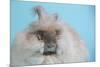 English Angora Rabbit-Lynn M^ Stone-Mounted Photographic Print