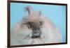 English Angora Rabbit-Lynn M^ Stone-Framed Photographic Print