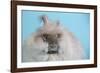 English Angora Rabbit-Lynn M^ Stone-Framed Photographic Print