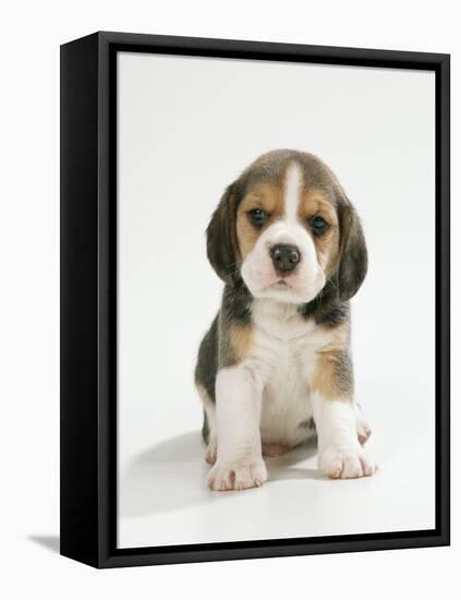 English Beagle Puppy Sitting-null-Framed Stretched Canvas