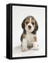 English Beagle Puppy Sitting-null-Framed Stretched Canvas