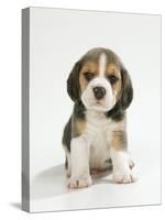 English Beagle Puppy Sitting-null-Stretched Canvas