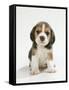 English Beagle Puppy Sitting-null-Framed Stretched Canvas