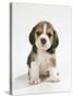 English Beagle Puppy Sitting-null-Stretched Canvas