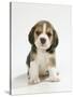 English Beagle Puppy Sitting-null-Stretched Canvas