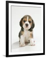 English Beagle Puppy Sitting-null-Framed Photographic Print