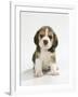 English Beagle Puppy Sitting-null-Framed Photographic Print