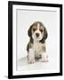 English Beagle Puppy Sitting-null-Framed Photographic Print