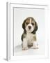 English Beagle Puppy Sitting-null-Framed Photographic Print